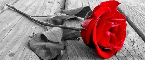 rosa-vermelha-artistica